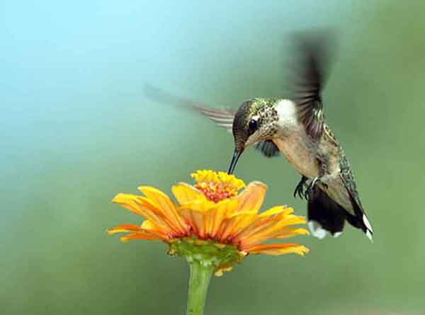how to draw hummingbirds and flowers